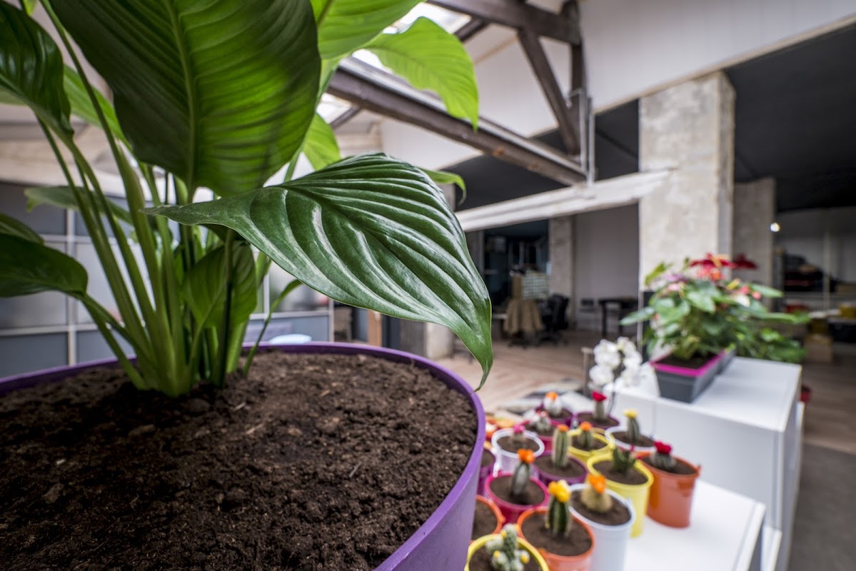 Photo de Atome Jungle