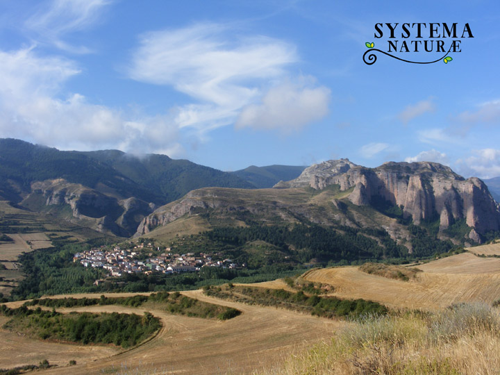 Photo de Systema Naturae