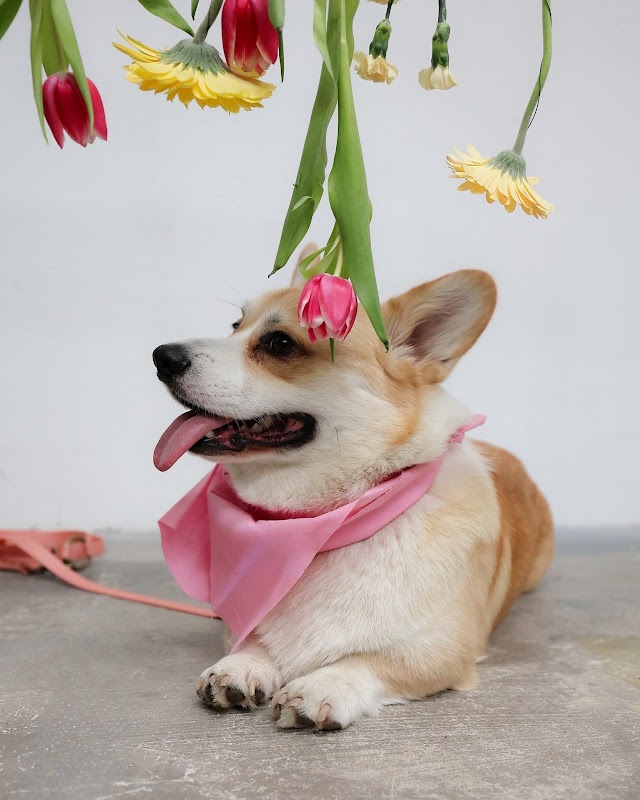 Photo de K-NIN Concept Store FR