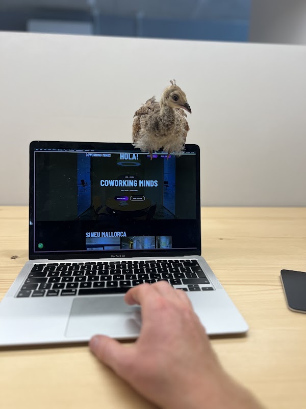 Photo de Coworking Minds Majorque